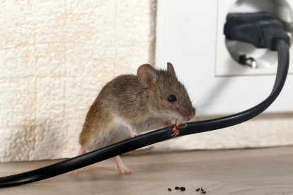 Pest Control in Ilford, Loxford, IG1. Call Now! 020 8166 9746