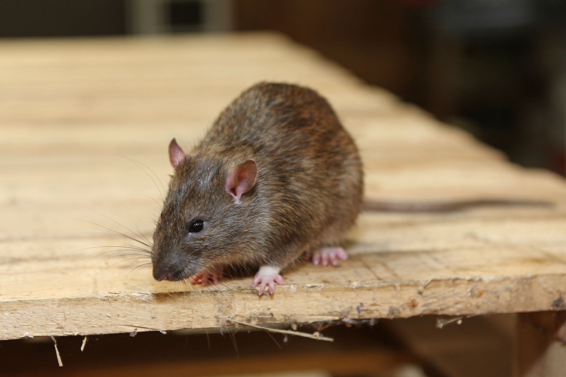 Rat Infestation, Pest Control in Ilford, Loxford, IG1. Call Now 020 8166 9746