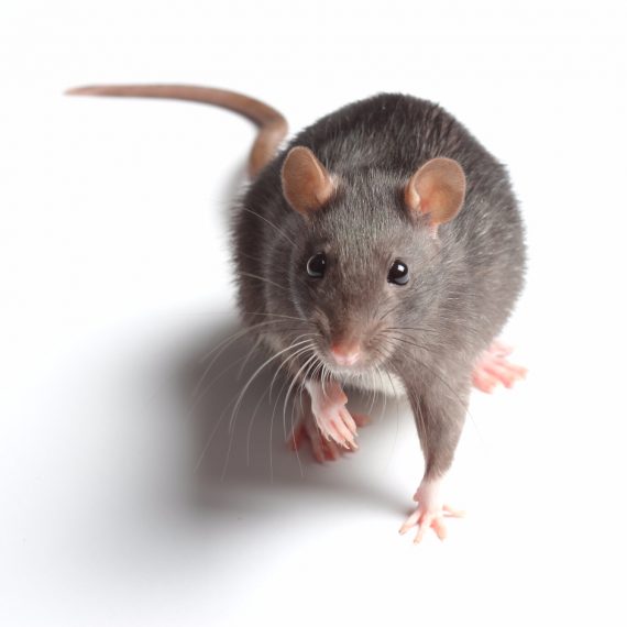 Rats, Pest Control in Ilford, Loxford, IG1. Call Now! 020 8166 9746