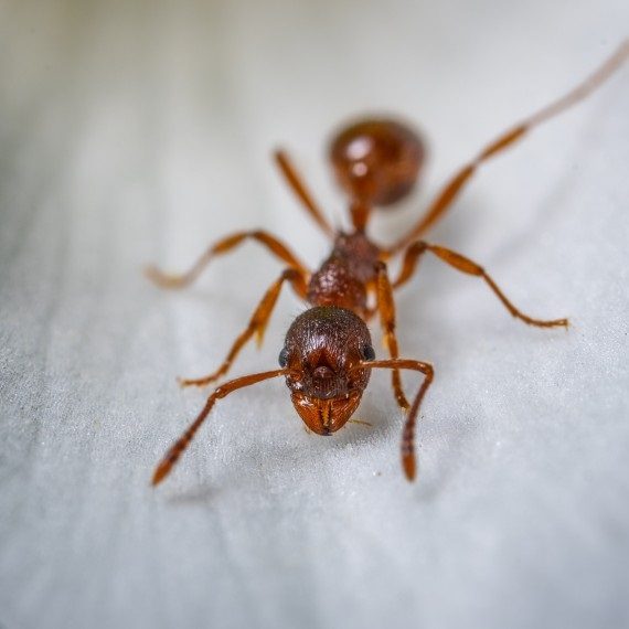 Field Ants, Pest Control in Ilford, Loxford, IG1. Call Now! 020 8166 9746
