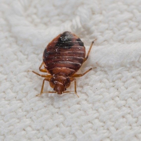 Bed Bugs, Pest Control in Ilford, Loxford, IG1. Call Now! 020 8166 9746