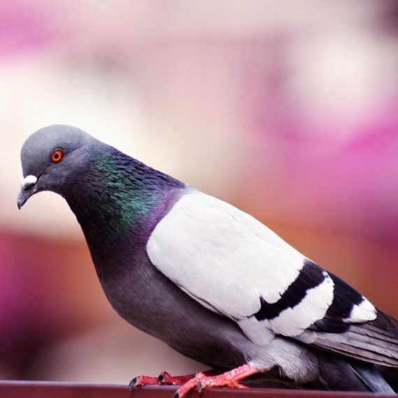 Birds, Pest Control in Ilford, Loxford, IG1. Call Now! 020 8166 9746