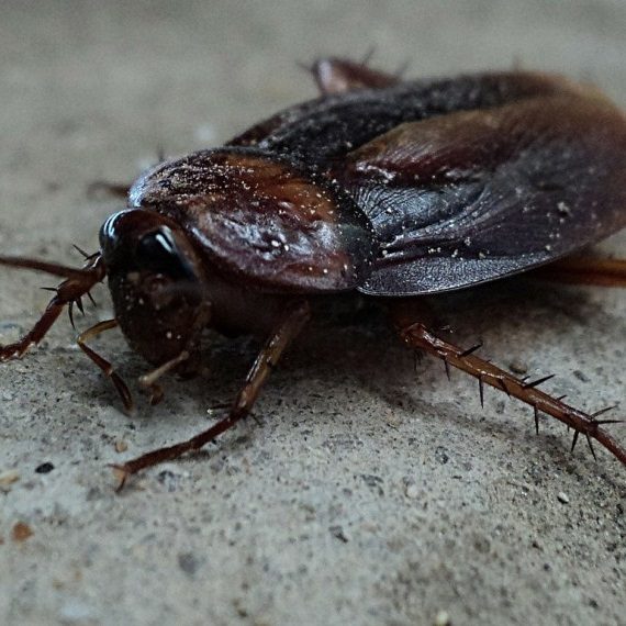 Cockroaches, Pest Control in Ilford, Loxford, IG1. Call Now! 020 8166 9746