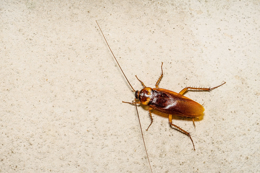 Cockroach Control, Pest Control in Ilford, Loxford, IG1. Call Now 020 8166 9746
