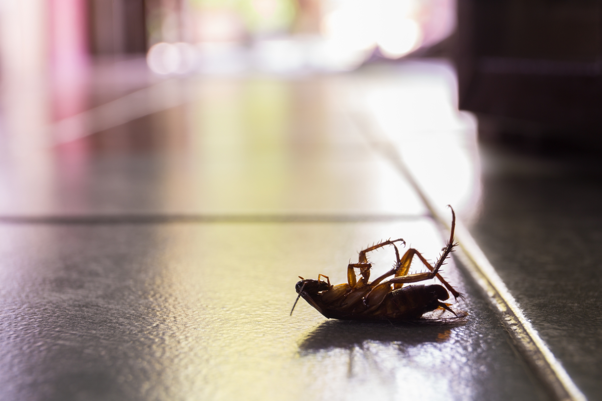 Cockroach Control, Pest Control in Ilford, Loxford, IG1. Call Now 020 8166 9746