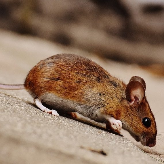 Mice, Pest Control in Ilford, Loxford, IG1. Call Now! 020 8166 9746
