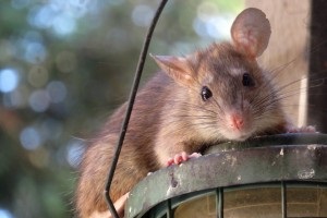 Rat Control, Pest Control in Ilford, Loxford, IG1. Call Now 020 8166 9746