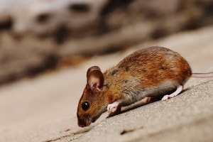 Mice Control, Pest Control in Ilford, Loxford, IG1. Call Now 020 8166 9746