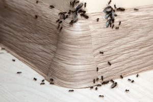 Ant Control, Pest Control in Ilford, Loxford, IG1. Call Now 020 8166 9746