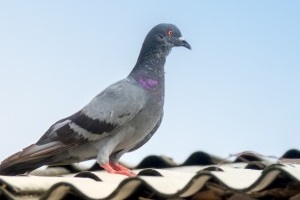 Pigeon Pest, Pest Control in Ilford, Loxford, IG1. Call Now 020 8166 9746