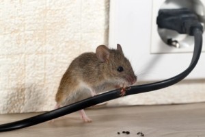 Mice Control, Pest Control in Ilford, Loxford, IG1. Call Now 020 8166 9746