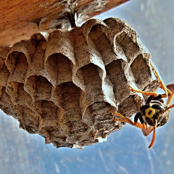 Wasps Nest, Pest Control in Ilford, Loxford, IG1. Call Now! 020 8166 9746